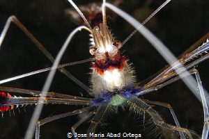 Boxer Shrimp, Stenopus hispidus
Close Up by Jose Maria Abad Ortega 